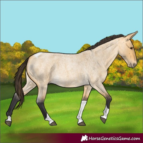 Horse Color:Unknown