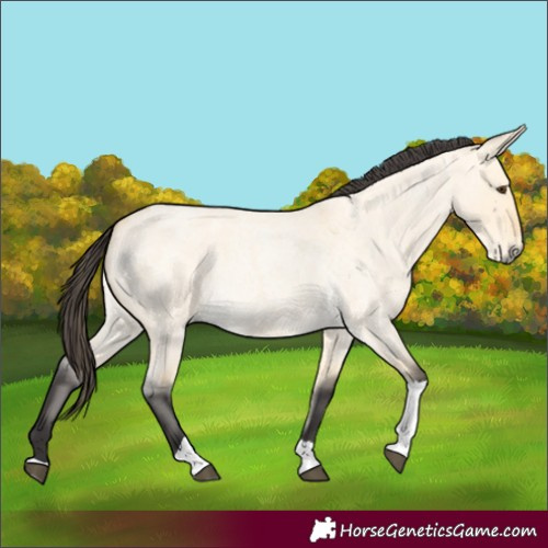Horse Color:Unknown 
