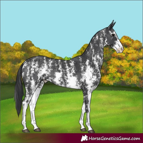 Horse Color:Black Sabino