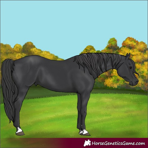 Horse Color:Black 