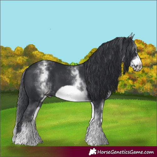 Horse Color:White Spotted Black Frame