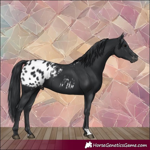 Horse Color:Black Appaloosa 
