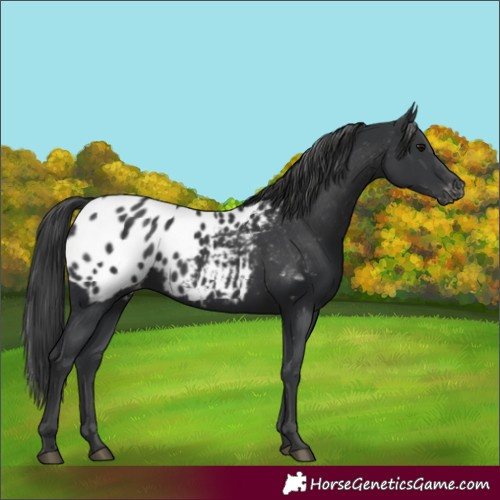 Horse Color:Black Appaloosa 