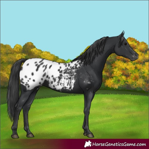 Horse Color:Black Blanket 