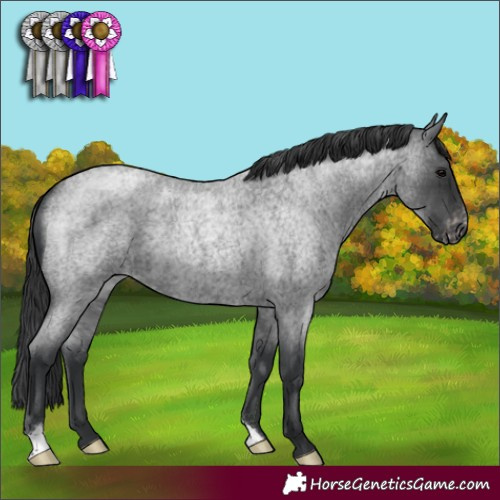 Horse Color:Blue Roan Appaloosa 