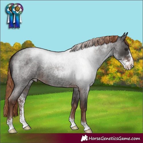 Horse Color:Liver Red Roan Sabino Appaloosa 