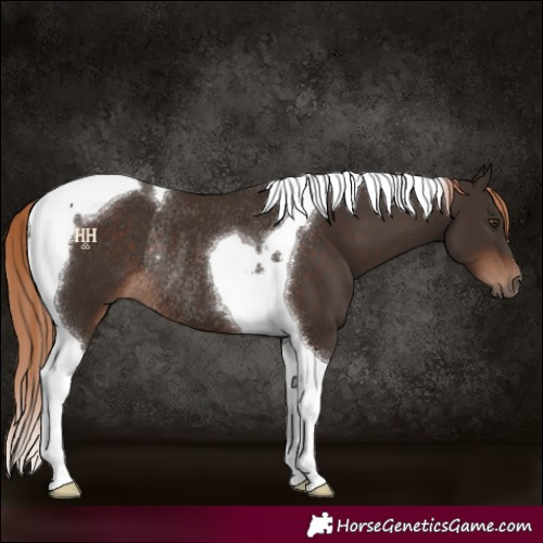 Horse Color:Liver Chestnut Tobiano Rabicano