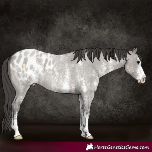 Horse Color:Grullo Roan Sabino Appaloosa