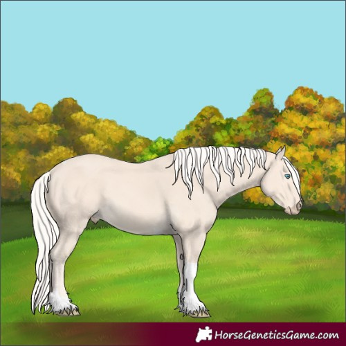 Horse Color:Cremello Tobiano 