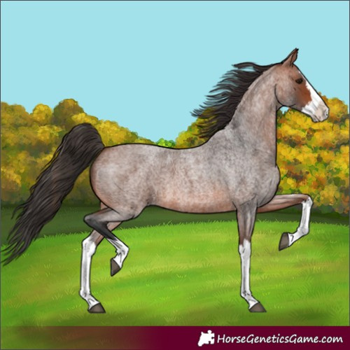 Horse Color:Bay Roan Splash