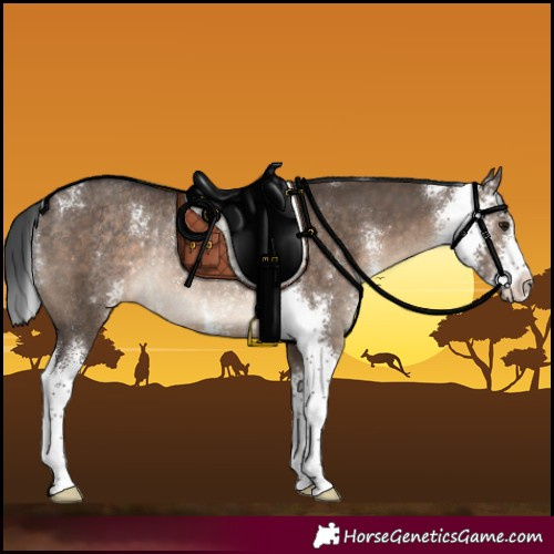 Horse Color:Brown Dun Sabino Rabicano