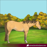 Horse Color:Amber Cream Champagne 
