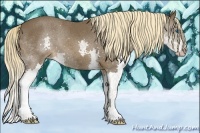 Horse Color:Liver Chestnut Splash 