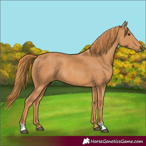 Horse Color:Chestnut Rabicano 