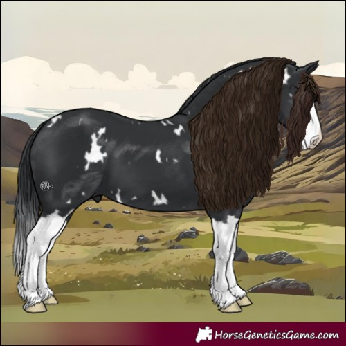 Horse Color:White Spotted Black Splash 
