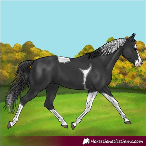Horse Color:Black Splash Tobiano 