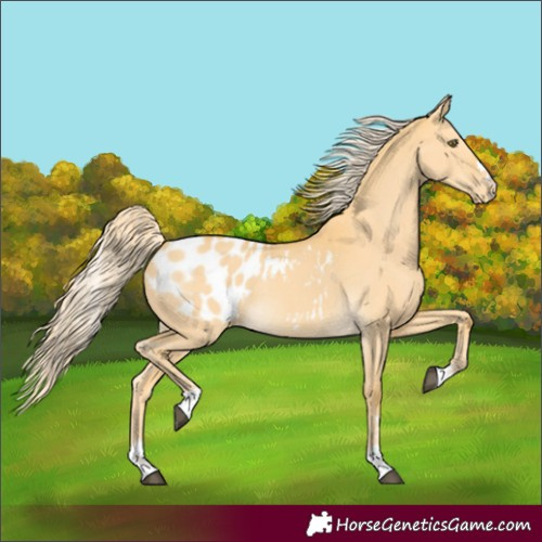Horse Color:Palomino Dun Blanket Rabicano
