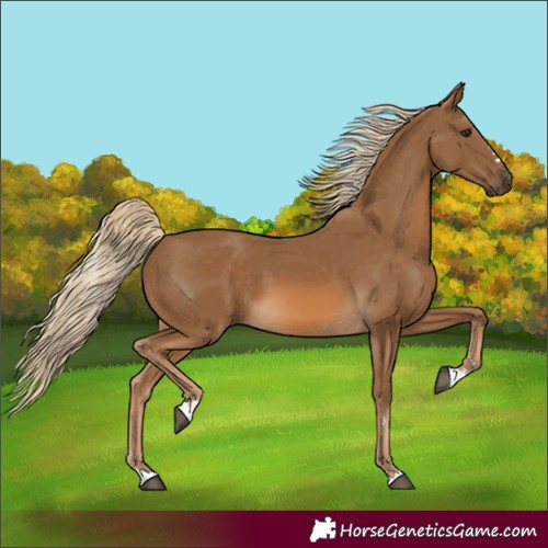 Horse Color:Chocolate Palomino