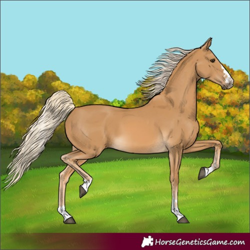 Horse Color:Palomino