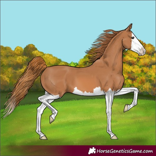 Horse Color:Unknown 