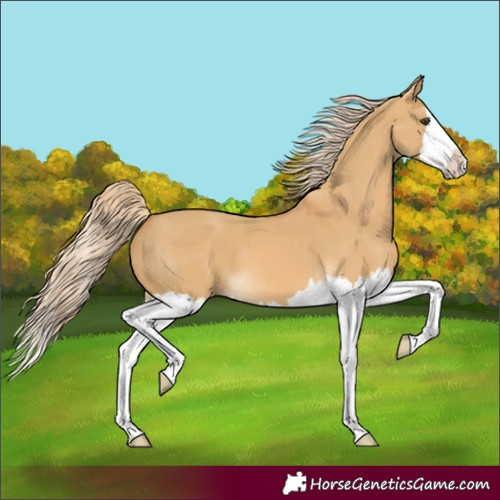 Horse Color:Unknown 