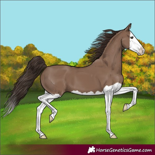 Horse Color:Liver Red Dun Splash 