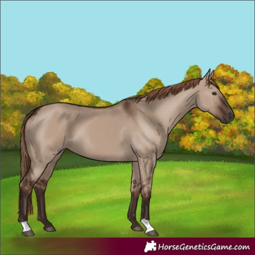 Horse Color:Liver Red Dun
