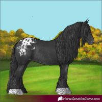 Horse Color:Black Appaloosa Rabicano 