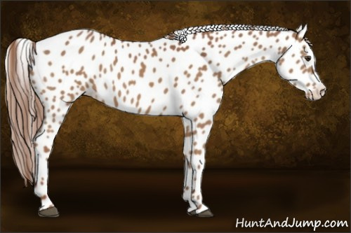 Horse Color:Chestnut Leopard Rabicano 