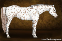 Horse Color:Chestnut Appaloosa Rabicano