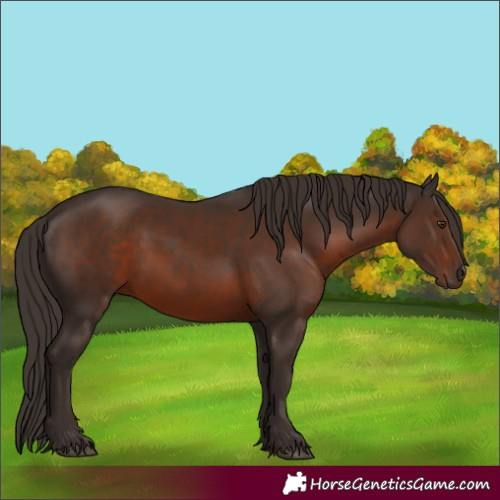 Horse Color:Liver Chestnut