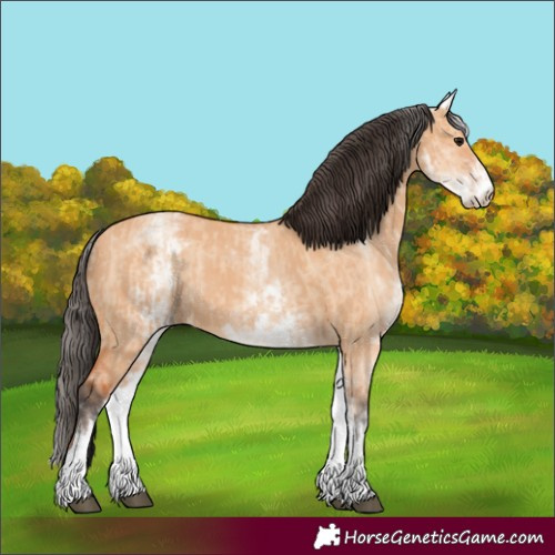 Horse Color:White Spotted Bay Dun Rabicano and White Spotted Bay Dun Rabicano