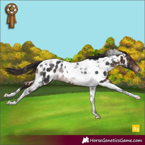 Horse Color:Brown Tobiano Appaloosa Rabicano