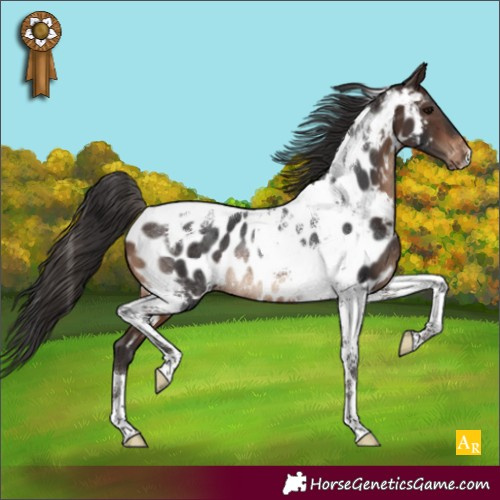 Horse Color:Brown Tobiano Appaloosa Rabicano 