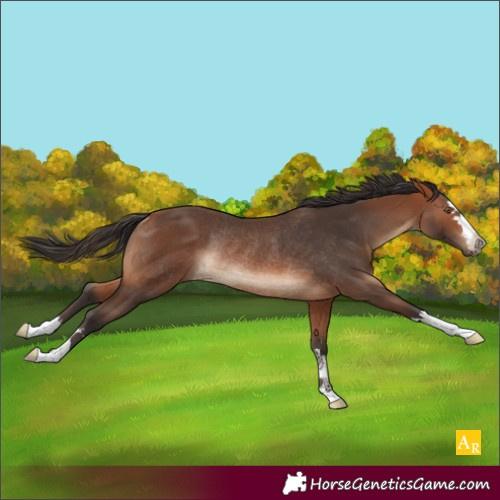 Horse Color:Bay Rabicano