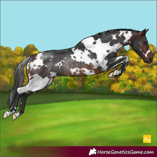 Horse Color:White Spotted Brown Rabicano 