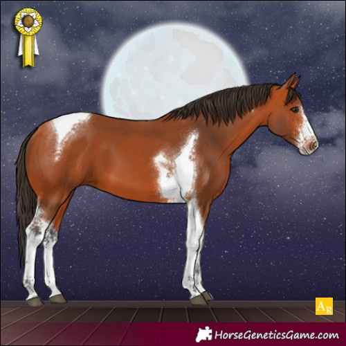 Horse Color:Bay Sabino Tobiano 