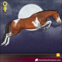 Horse Color:Bay Sabino Tobiano 