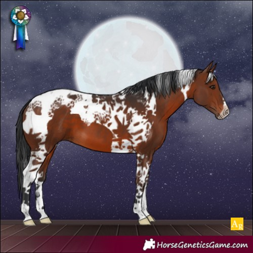 Horse Color:Brown Tobiano 