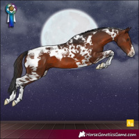 Horse Color:Brown Tobiano 