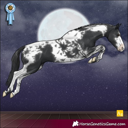 Horse Color:Black Tobiano