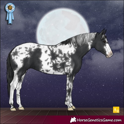 Horse Color:Black Tobiano 