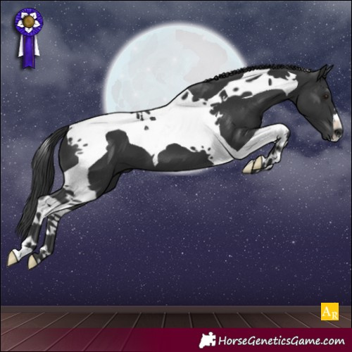 Horse Color:Black Tobiano 