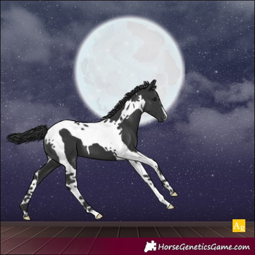 Horse Color:Black Tobiano 