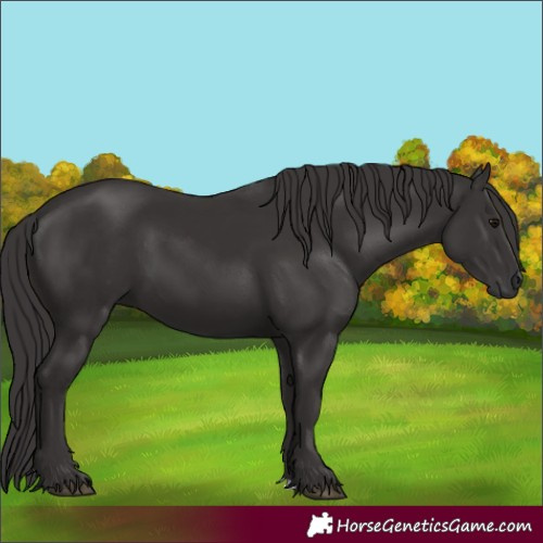 Horse Color:Smoky Black 