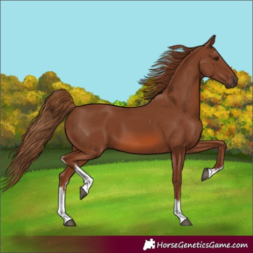 Horse Color:Unknown 