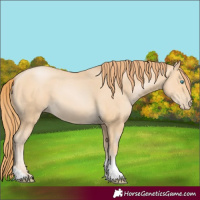 Horse Color:Buckskin Pearl