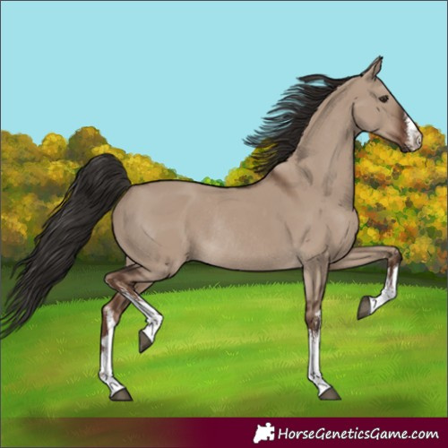 Horse Color:Unknown 
