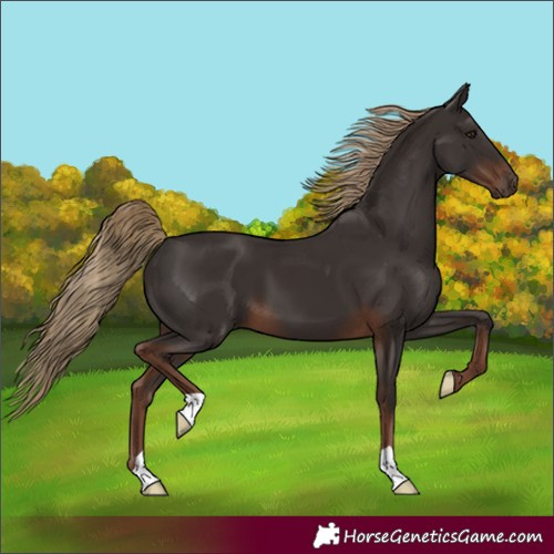 Horse Color:Liver Chestnut 