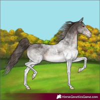 Horse Color:White Spotted Liver Chestnut Rabicano